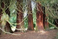 Vier dicht nebeneinanderstehende Mammutbäume
