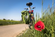 Radweg mit Mohnblume