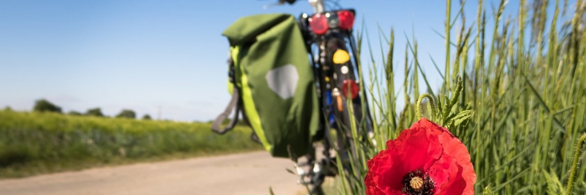 Radweg mit Mohnblume