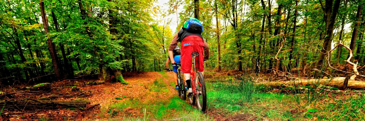 Rasanter Radfahrer im Pfälzerwald